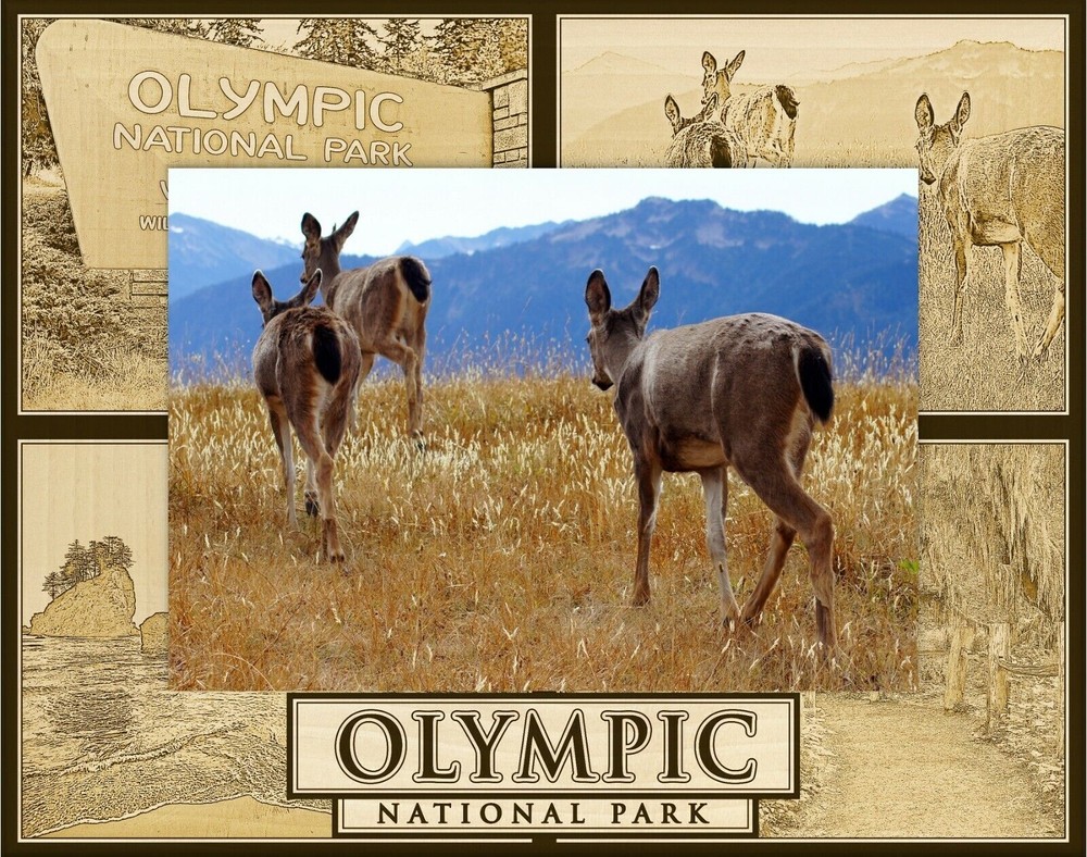Olympic National Park Laser Engraved Wood Picture Frame Landscape (4 x 6)