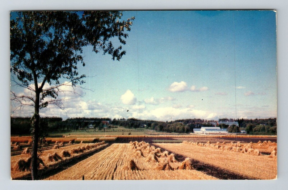 Brandon-Manitoba, Experimental Farm, Dept Agriculture Vintage Postcard