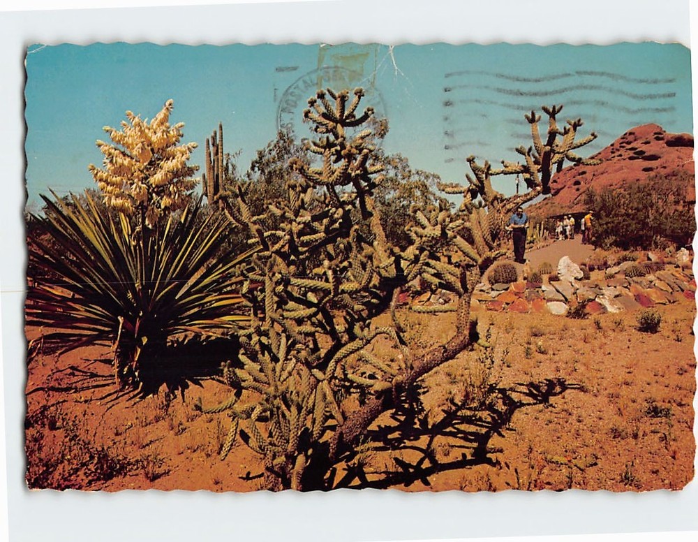 Postcard Cane Cholla & Yucca Desert Botanical Gardens Phoenix Arizona USA
