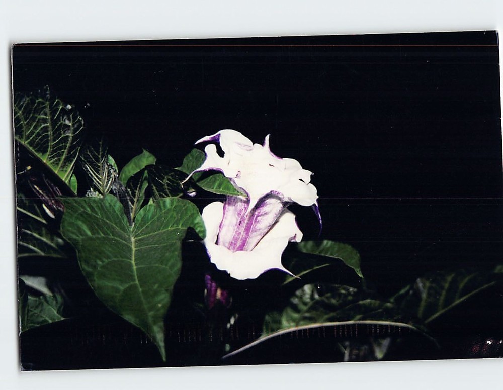 Postcard Beautiful Flower Art Print