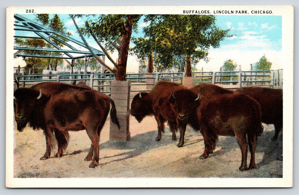 Animal~Chicago Illinois~Buffalo Enclosure @ Lincoln Park Zoo~Vintage Postcard