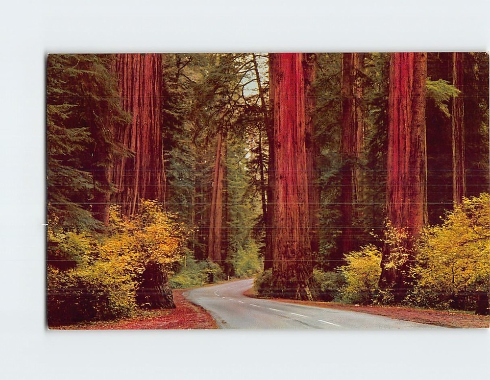 Postcard Avenue of the Giants Parkway California USA
