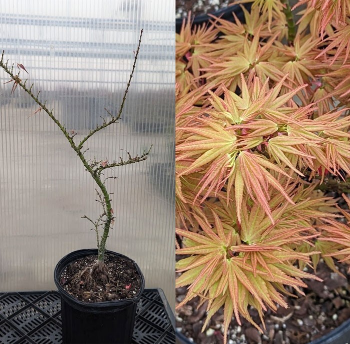 Acer palmatum 'Mikawa Spring Color' Japanese Maple. 2-Gallon. Bonsai-image