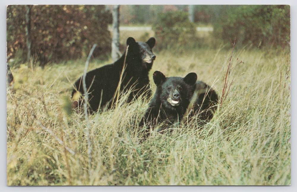 Animal~Pair of Black Bears In Vacationland~Vintage Postcard