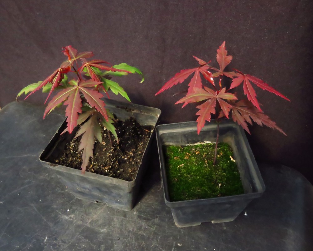 2 Seed-Grown Acer Palmatum 'Oregon Sunset' Japanese Maple Trees 6.5