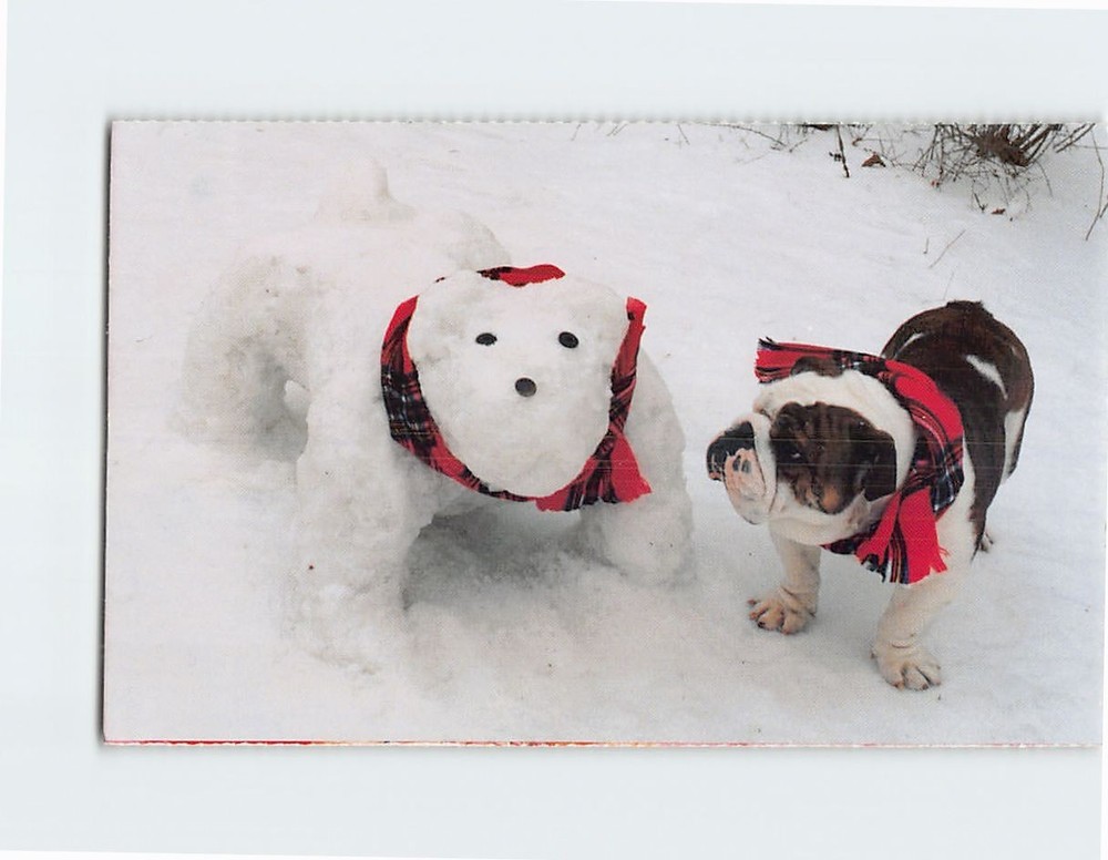 Postcard The North Shore Animal League Port Washington New York USA