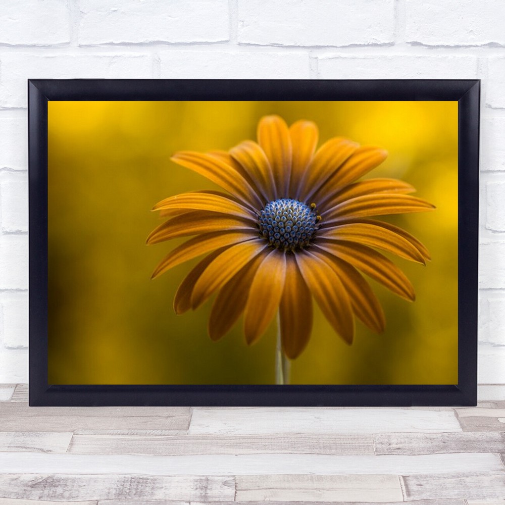 Sunshine Daisy Flower Yellow Soft Delicate Gentle Atmosphere Petals Art Print
