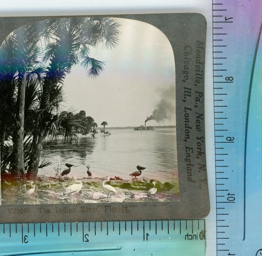 Birds By Indian River FL Florida Keystone Stereoview