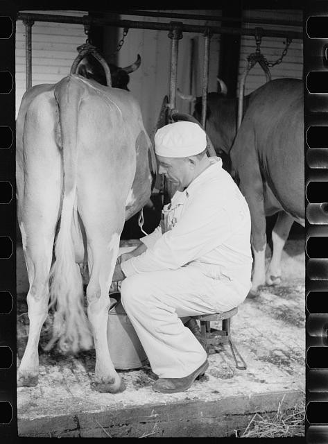 Photo:Dakota County Minnesota 1939 Dairy Farm Milking by Hand Cows