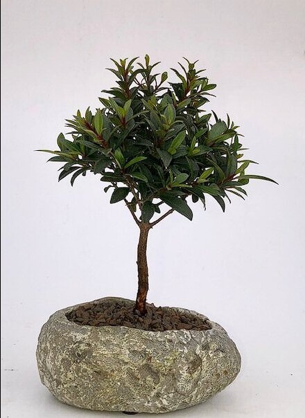 Brush Cherry Bonsai Tree In Faux Lava Rock Zen Garden Plant 5 yo 7