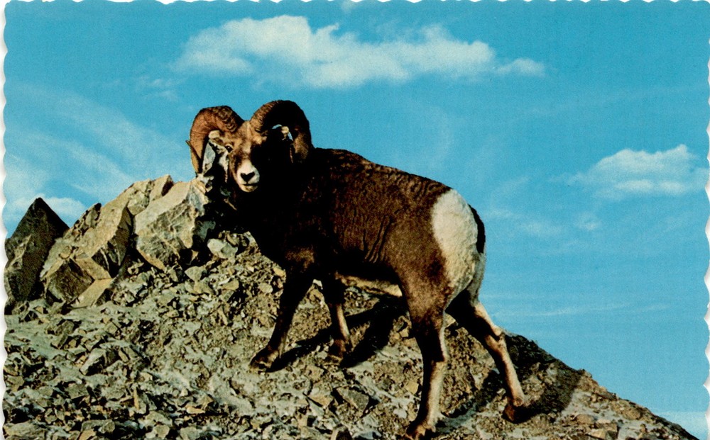 Bighorn Mountain Sheep, Simon, Sanborn Souvenir Co., Denver, Colorado, Postcard