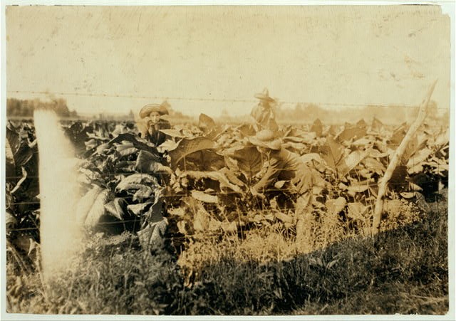 Tobacco Farm,Hebbardsville,Kentucky,Henderson County,Lewis Wickes Hine,1916