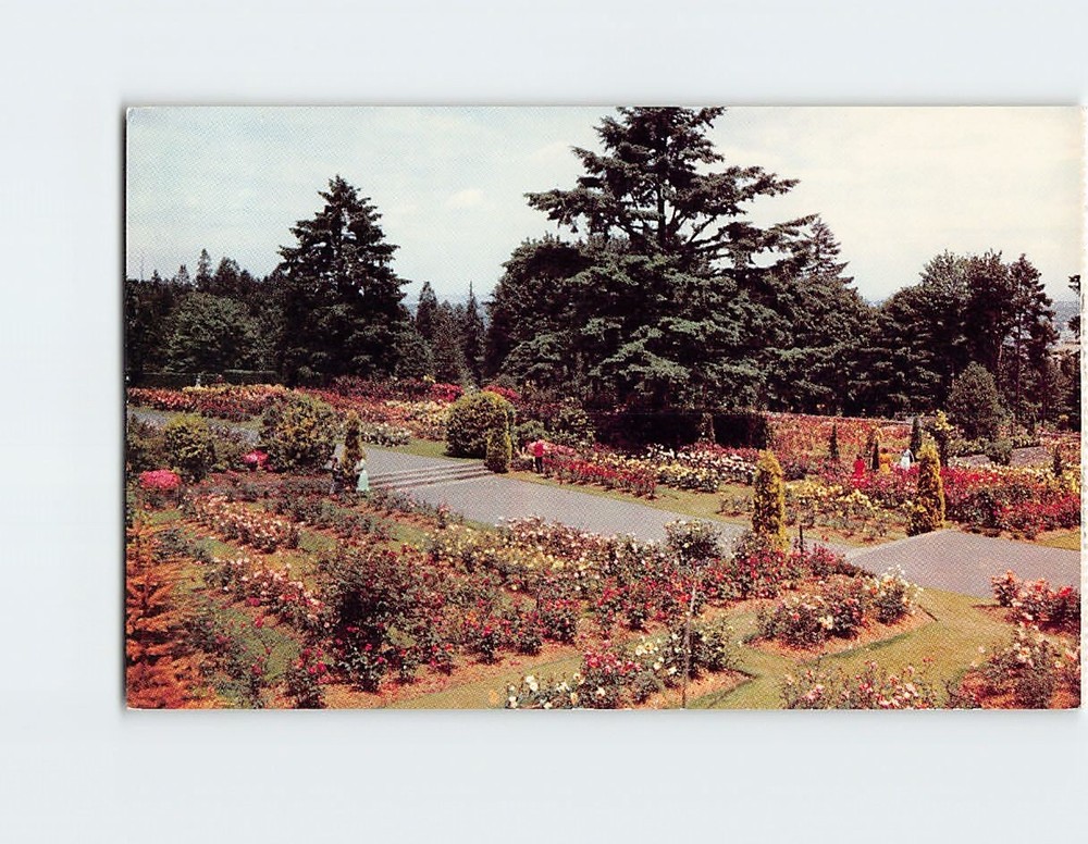 Postcard Washington Park Rose Gardens Portland Oregon USA
