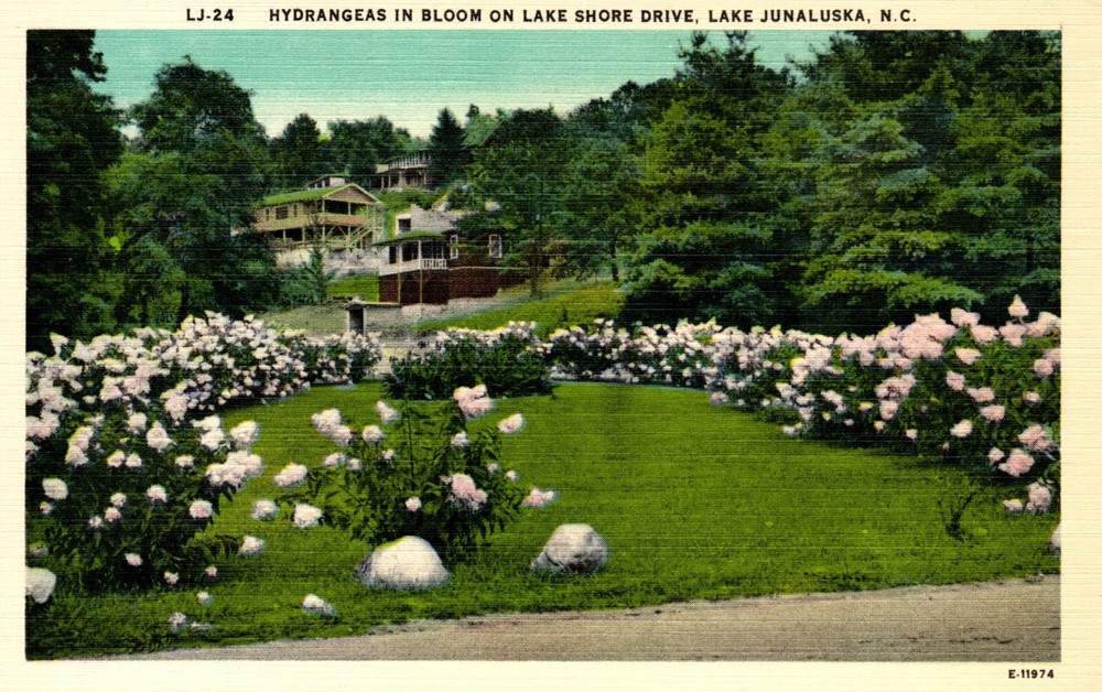 Postcard hydrangeas in bloom on Lake shore Drive Lake Junaluska North Carolina