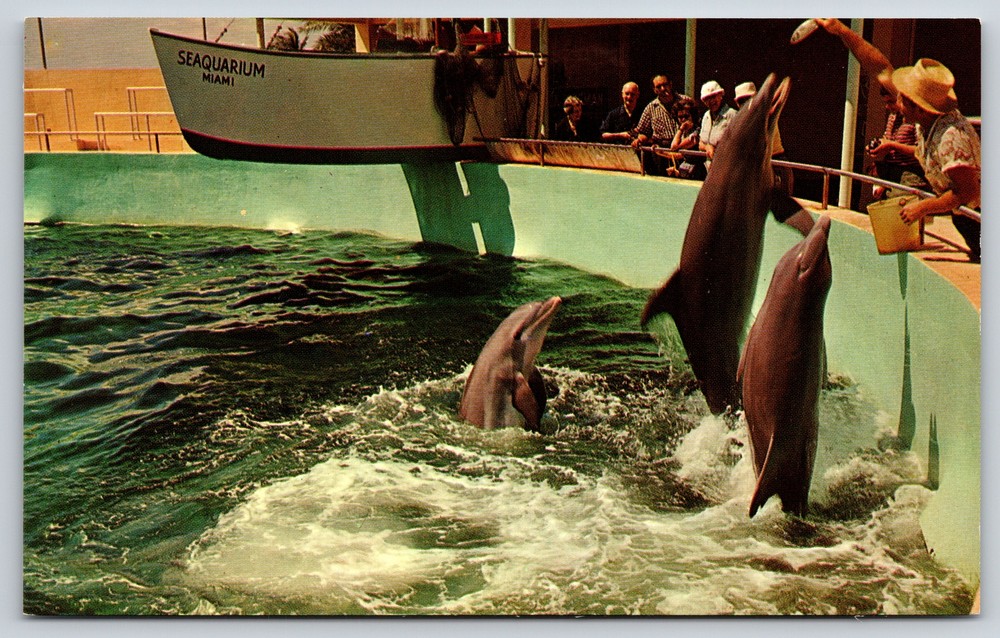 Animal~Miami Florida~Porpoises @ The Seaquarium Jumping For Fish~Vintage PC