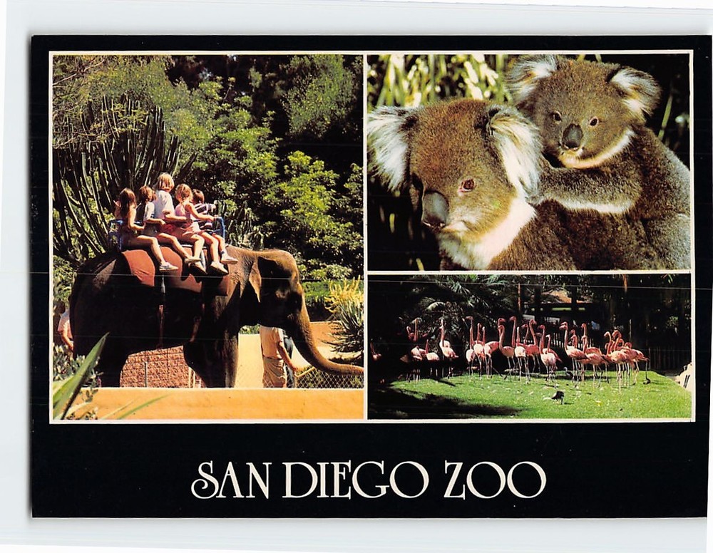 Postcard Scenes & Animals in San Diego Zoo California USA
