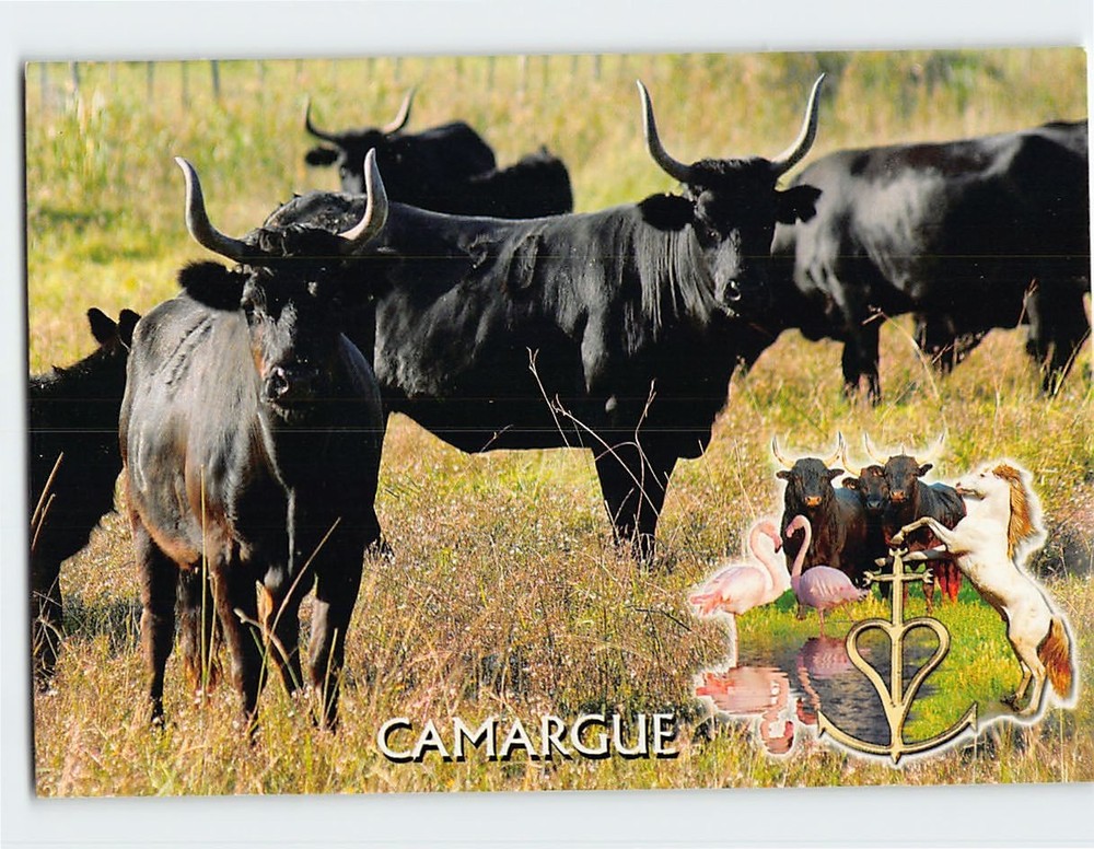 Postcard Camargue Cattle in Camargue France