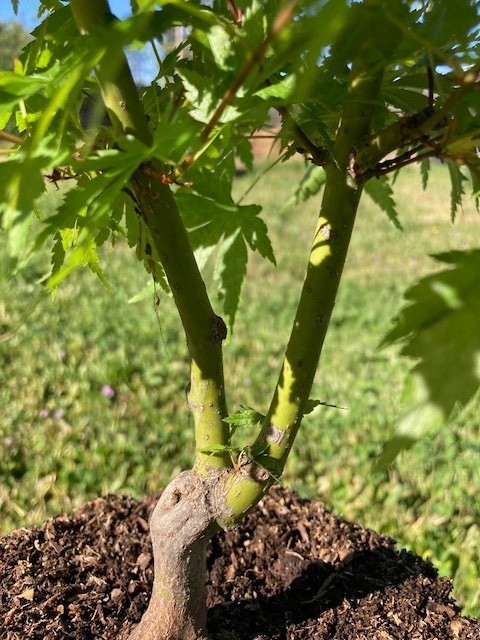 Green Twin Trunk Japanese Maple Acer Palmatum pre-Bonsai candidate.-image