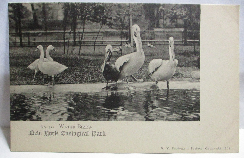 1903 Postcard Water Birds, New York Zoological Park New York Ny