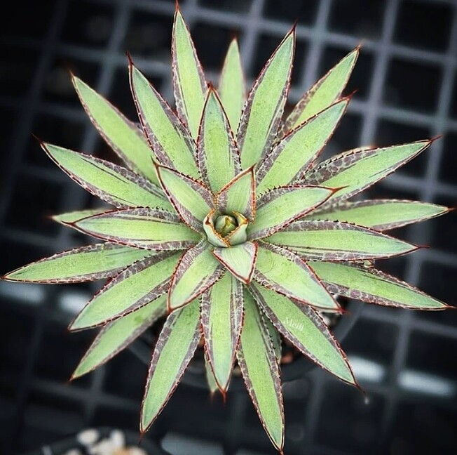 Succulent Plant Mangave bloodline Agave americana L. Beautifu Plant 7-9cm