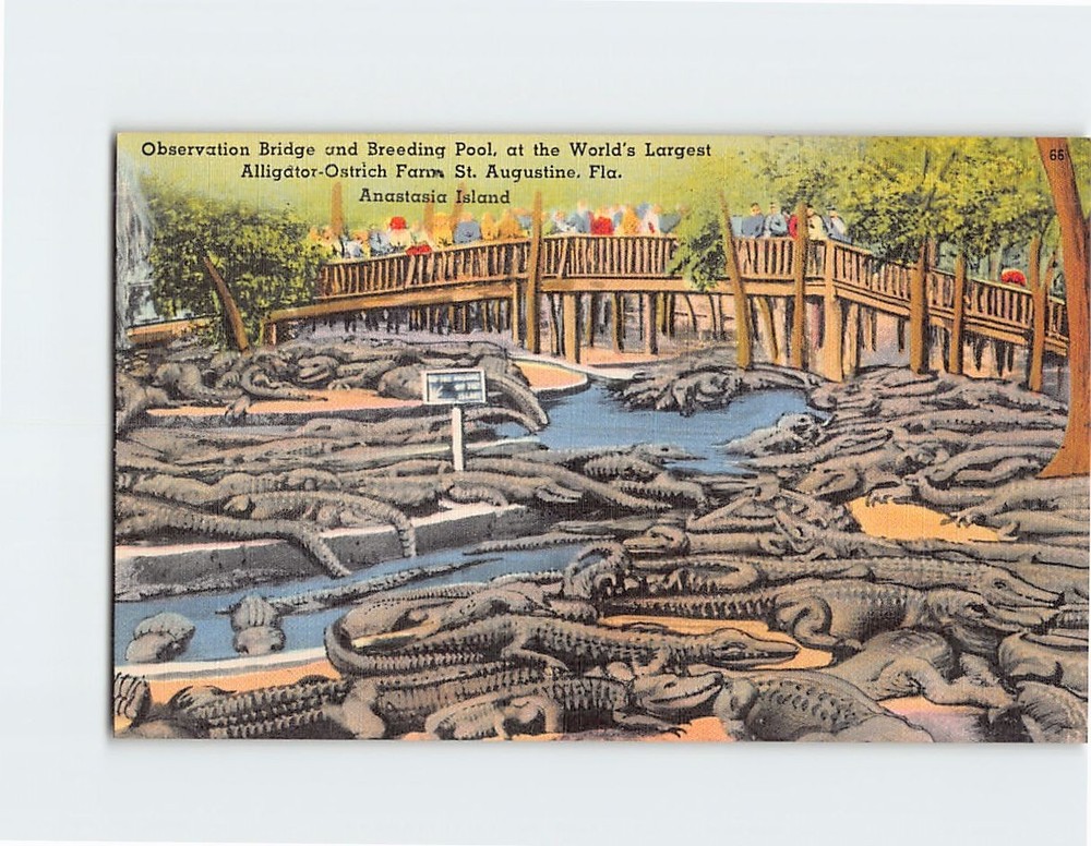 Postcard Observation Bridge & Breeding Pool Ostrich-Alligator Farm St. Augustine