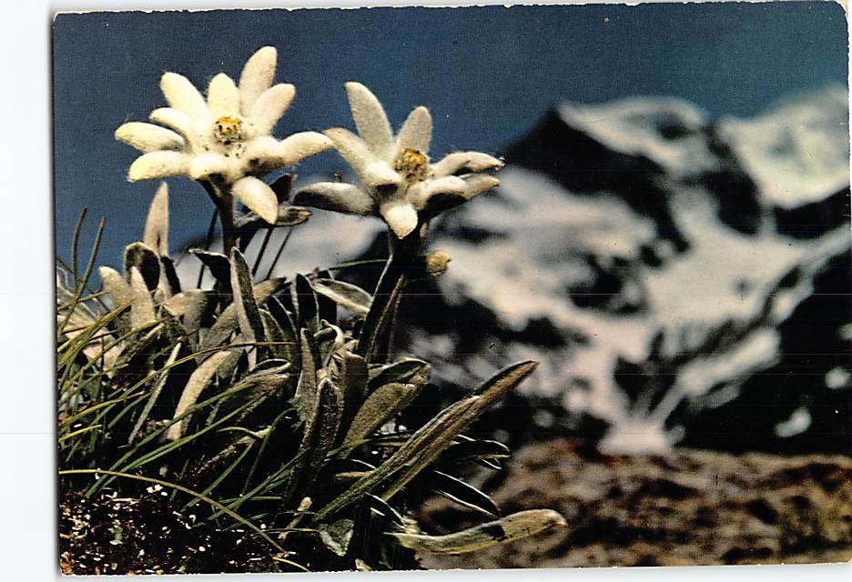 Postcard Edelweiss Flowers