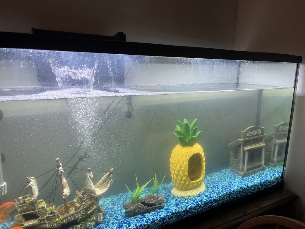 50 Gallon Fish Tank