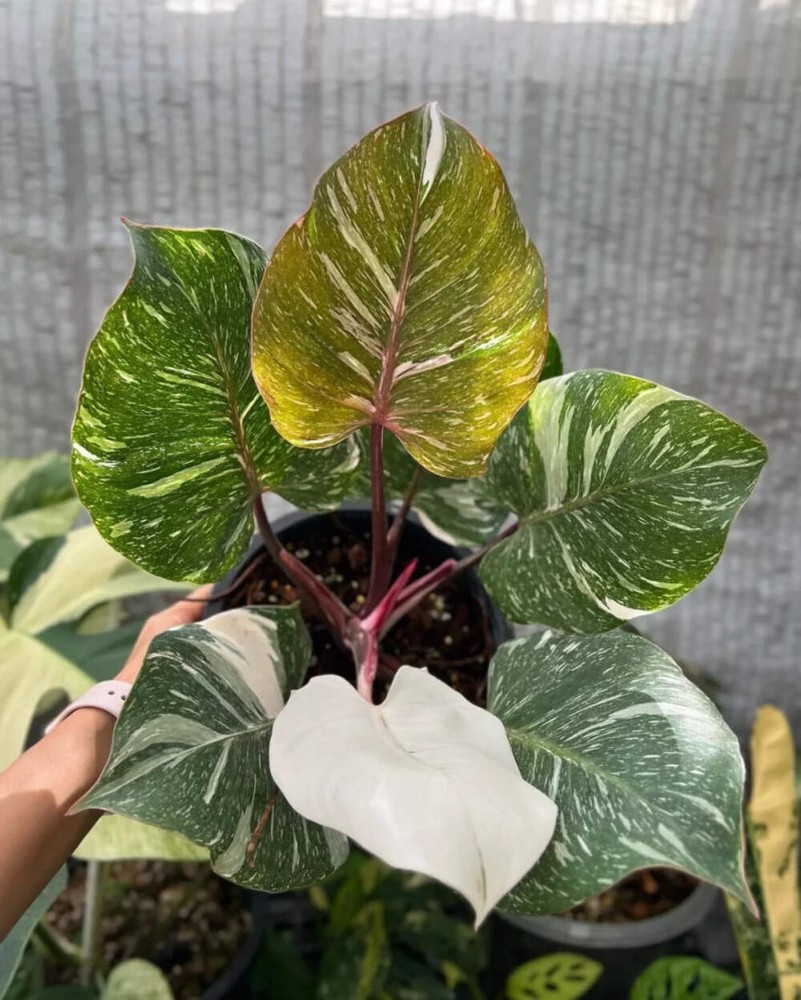 Philodendron White Knight Starter Plant – Rare Variegated Aroid, Live Houseplant