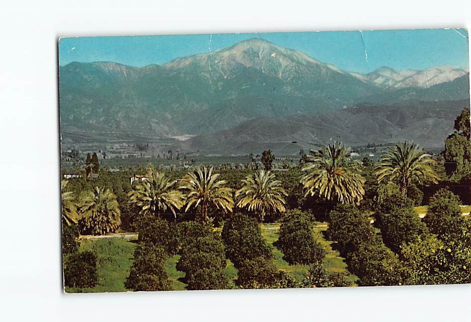 Postcard Orange Groves and Snow-Capped Mountains California USA North America