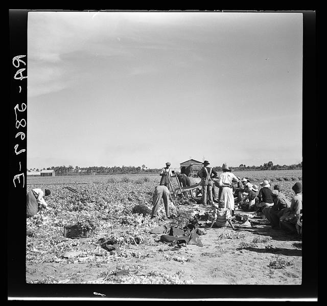 Photo:Sanford Florida 1937 Celery Harvesting Workers Field Wagon