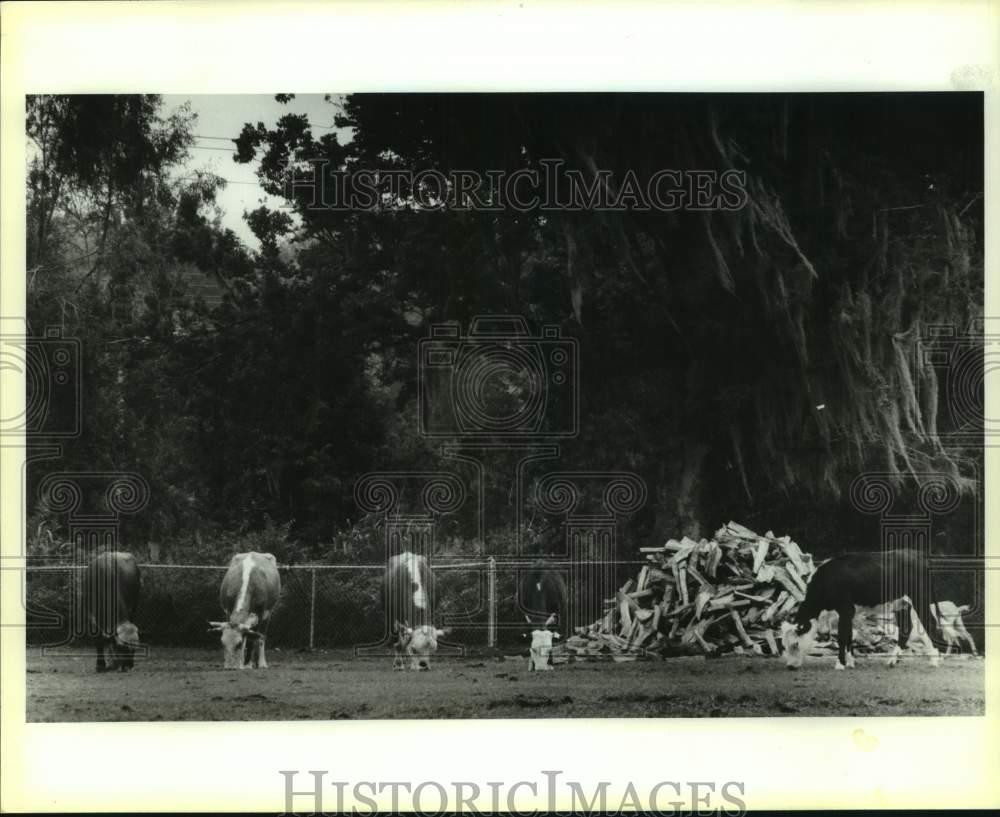 1992 Press Photo Dairy cows graze in field along Belle Chasse Highway, Gretna