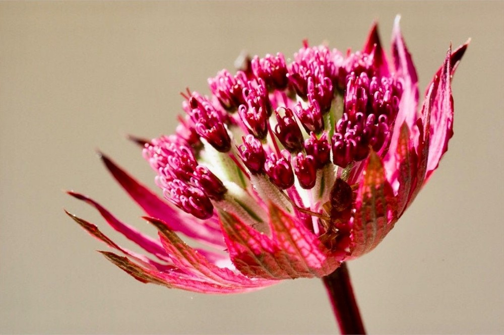 Rose Astrantia Major Seeds ~ 'Star of Billion' ~ The Great Masterwort ~ Star