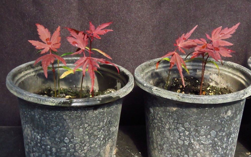 6 Acer Palmatum Red Leaf 'Bloodgood' Japanese Maple Tree Seedlings-image