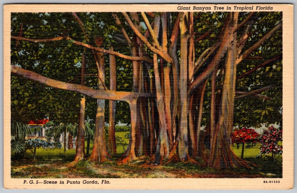 Vtg Linen Postcard Giant Banyan Tree Punta Gorda, FL 1930s