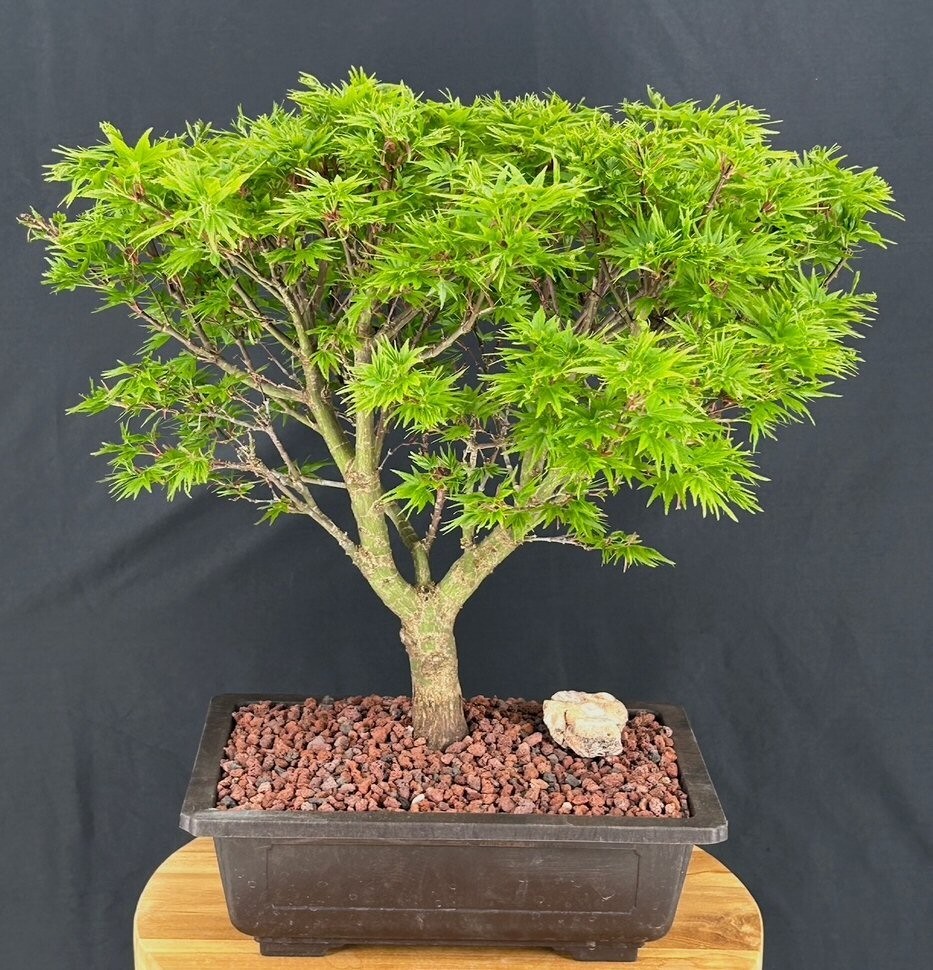 Dwarf Japanese Maple Bonsai Tree 19