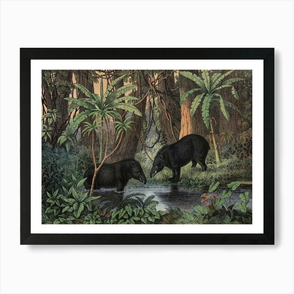 Vintage Kolb 1 Tafel 45 Tapir Ameri Framed Wall Art Poster Canvas Print Picture
