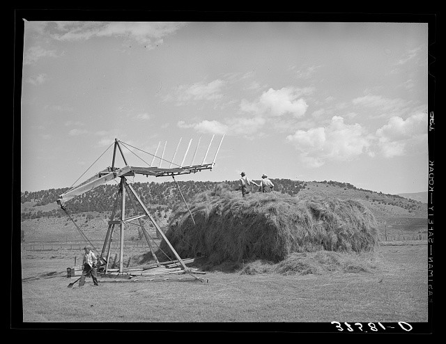 [Untitled photo, possibly related to: Stocking hay. Ouray County, Colorado]