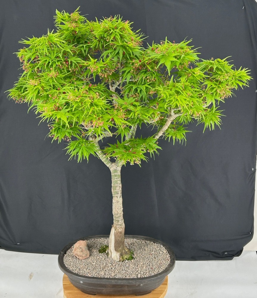 Japanese Green Maple Bonsai Tree 35 Inch Outdoor Acer Palmatum Mikawa Yatsubusa-image