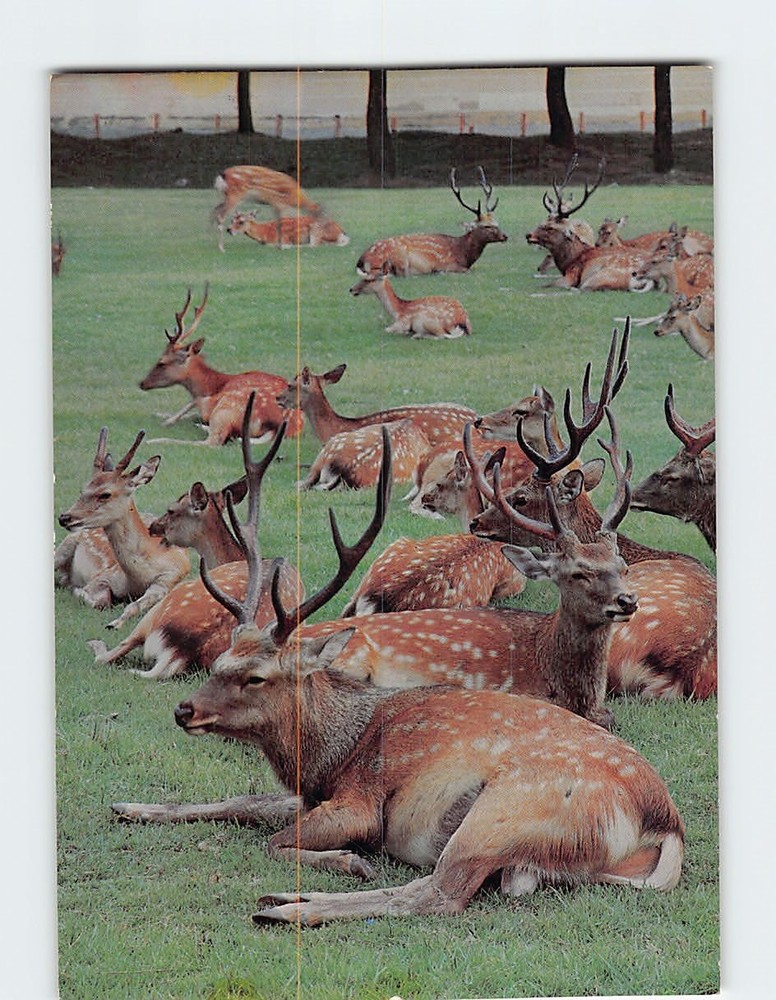 Postcard Tame deer in Nara Japan