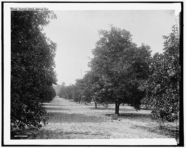 Photo:Orange grove, Seville, Fla.