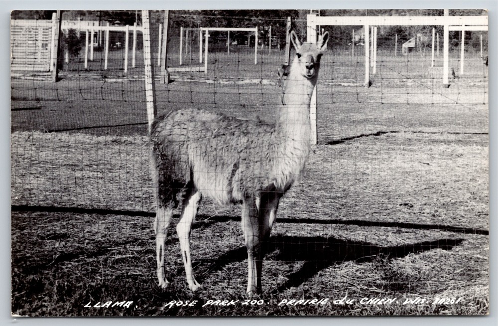 RPPC~Llama @ Rose Park Zoo Prairie Du Chien Wisconsin~Real Photo Postcard