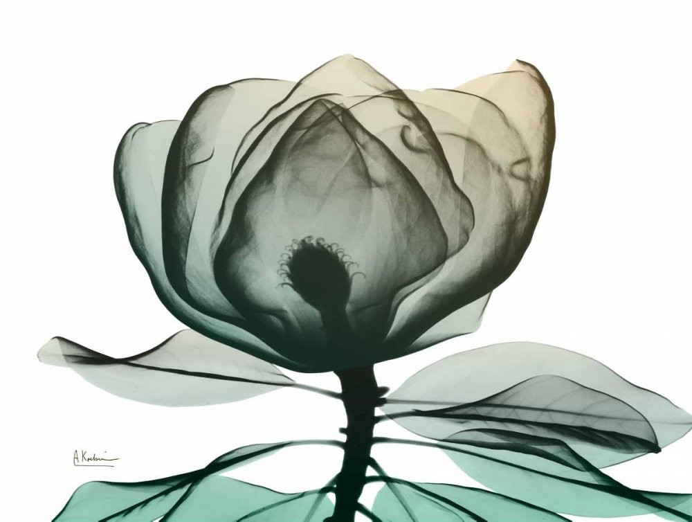 Emerald Magnolia Art Print by Albert Koetsier 18x24 Inches