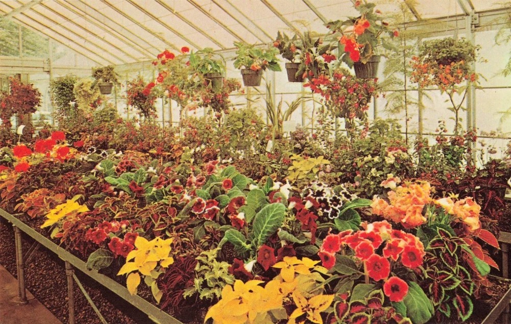 Greenhouse Flower Display - Kingwood Center Gardens - Mansfield Ohio OH Postcard