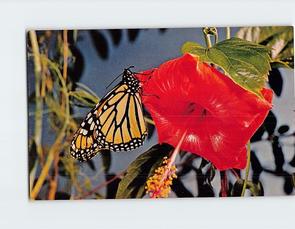 Postcard Monarch Butterfly on a Hibiscus Blossoms