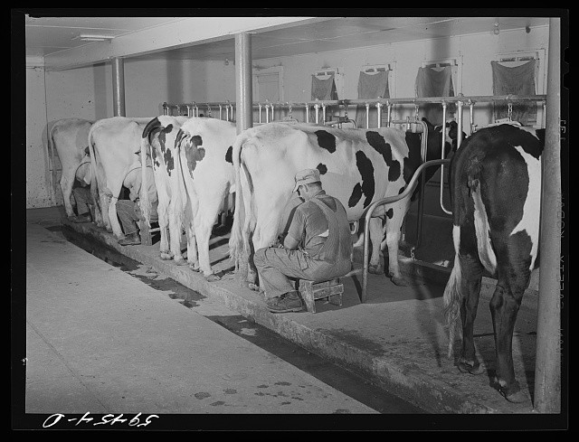 Waterloo Nebraska 1941 FSA Cooperative Dairy Barn Holstein Cows Milking