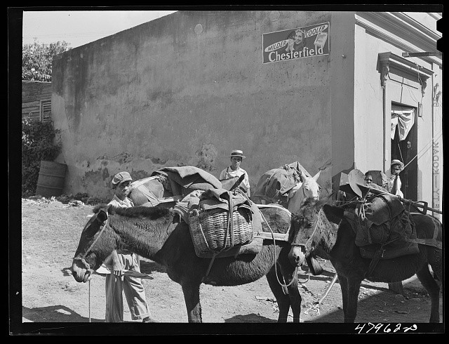 Photo:Yauco Puerto Rico 1942 Farmers with provisions on mules
