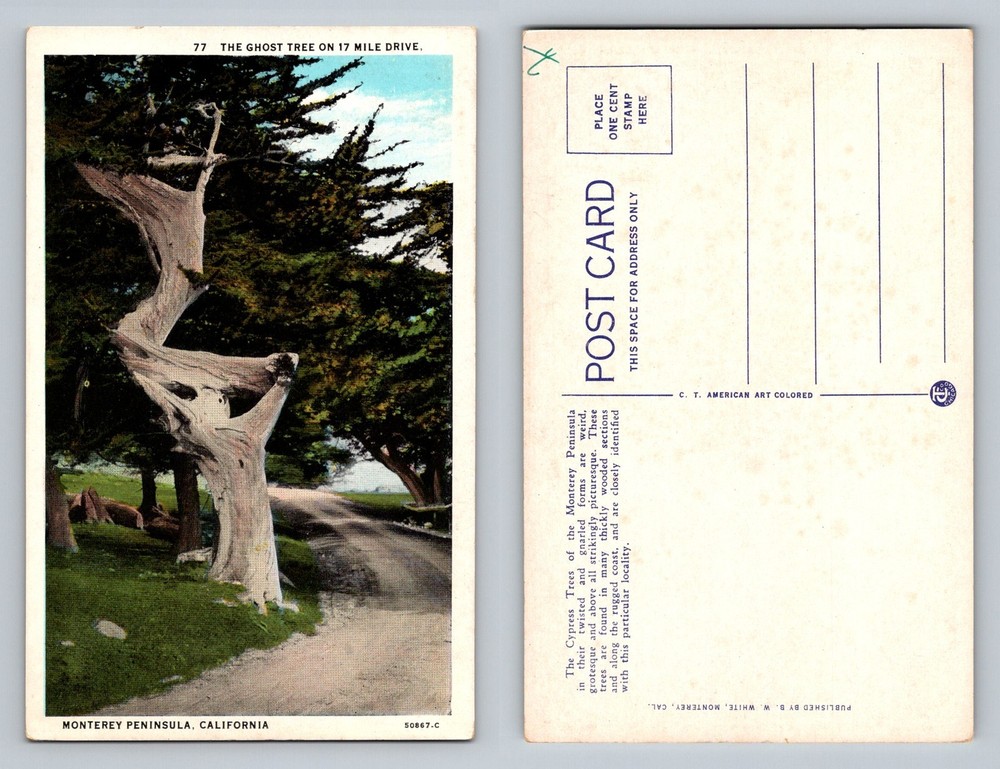 Monterey CA-California Ghost Tree 17 Mile Drive Coastal Cypress Vintage Postcard
