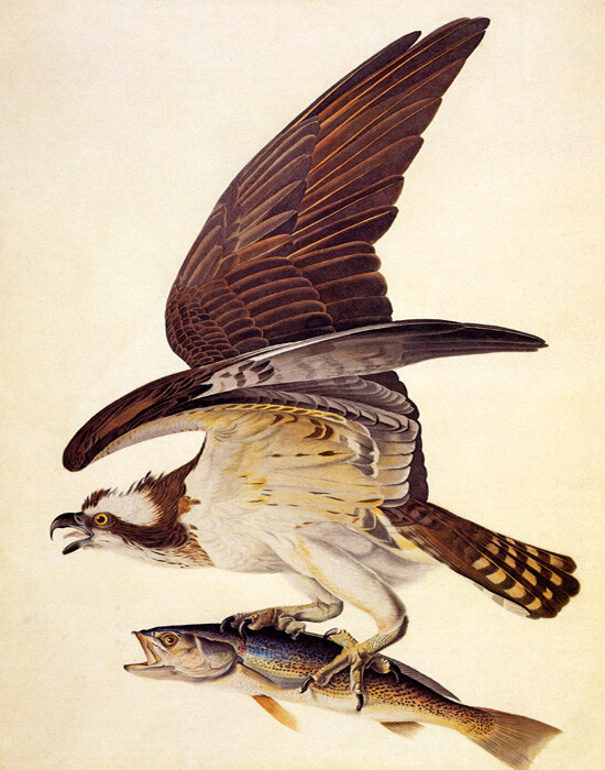 POSTER BIRDS OF AMERICA AUDUBON THE FISH HAWK VINTAGE REPRO FREE S/H