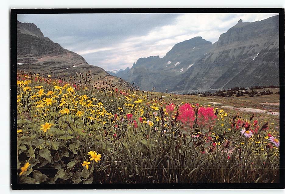 Postcard Garden Wall Glacier National Park Montana USA