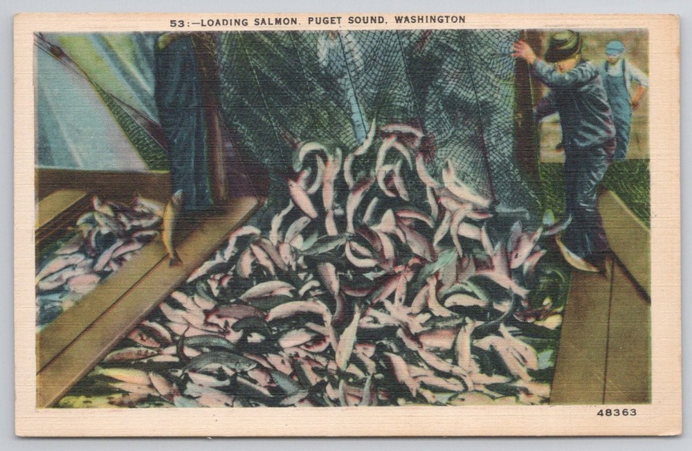 Puget Sound Washington Salmon Fishing Linen Postcard C. P. Johnston